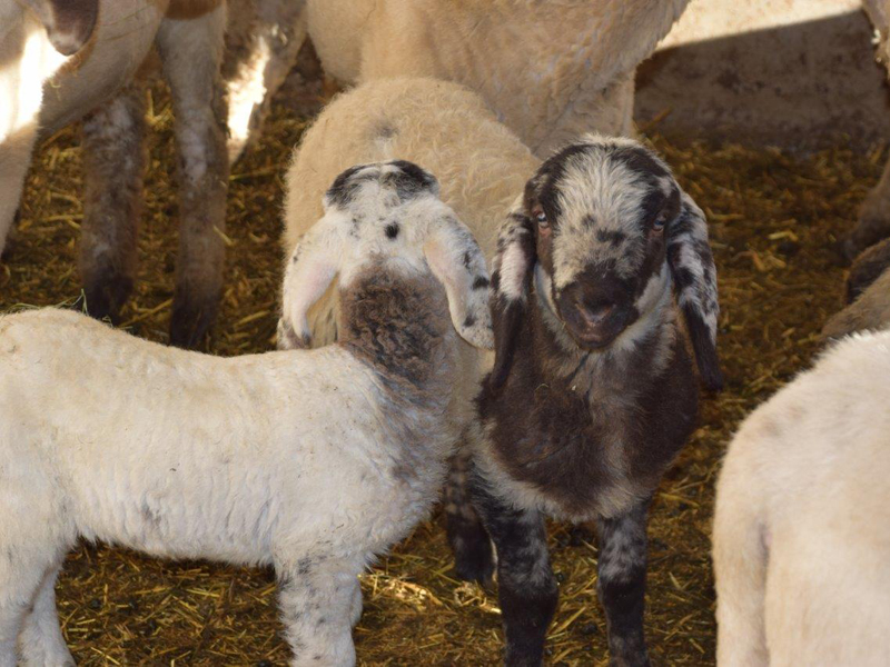Agnellini di pecora di Lamon in Val Canali 4