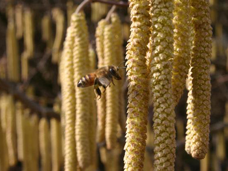Ape sui fiori di nocciolo