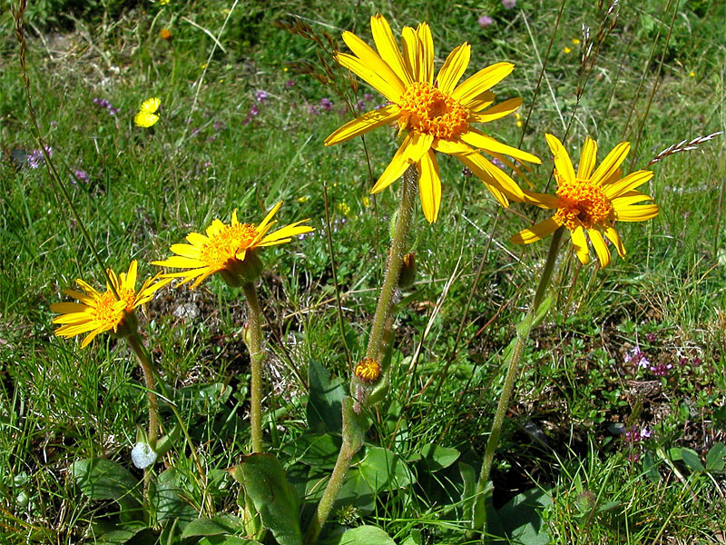 Arnica montana