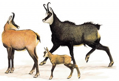 camoscio alpino