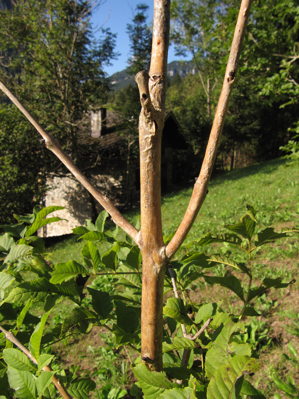 Chalara fraxinea Gobbera 3
