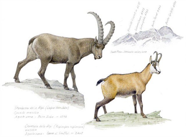 Disegno di Franco Testa