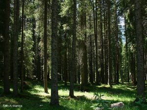 Foresta di Paneveggio