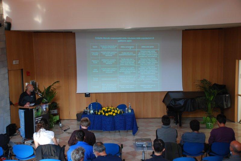 Gallo cedrone 2011 - Luca Rotelli