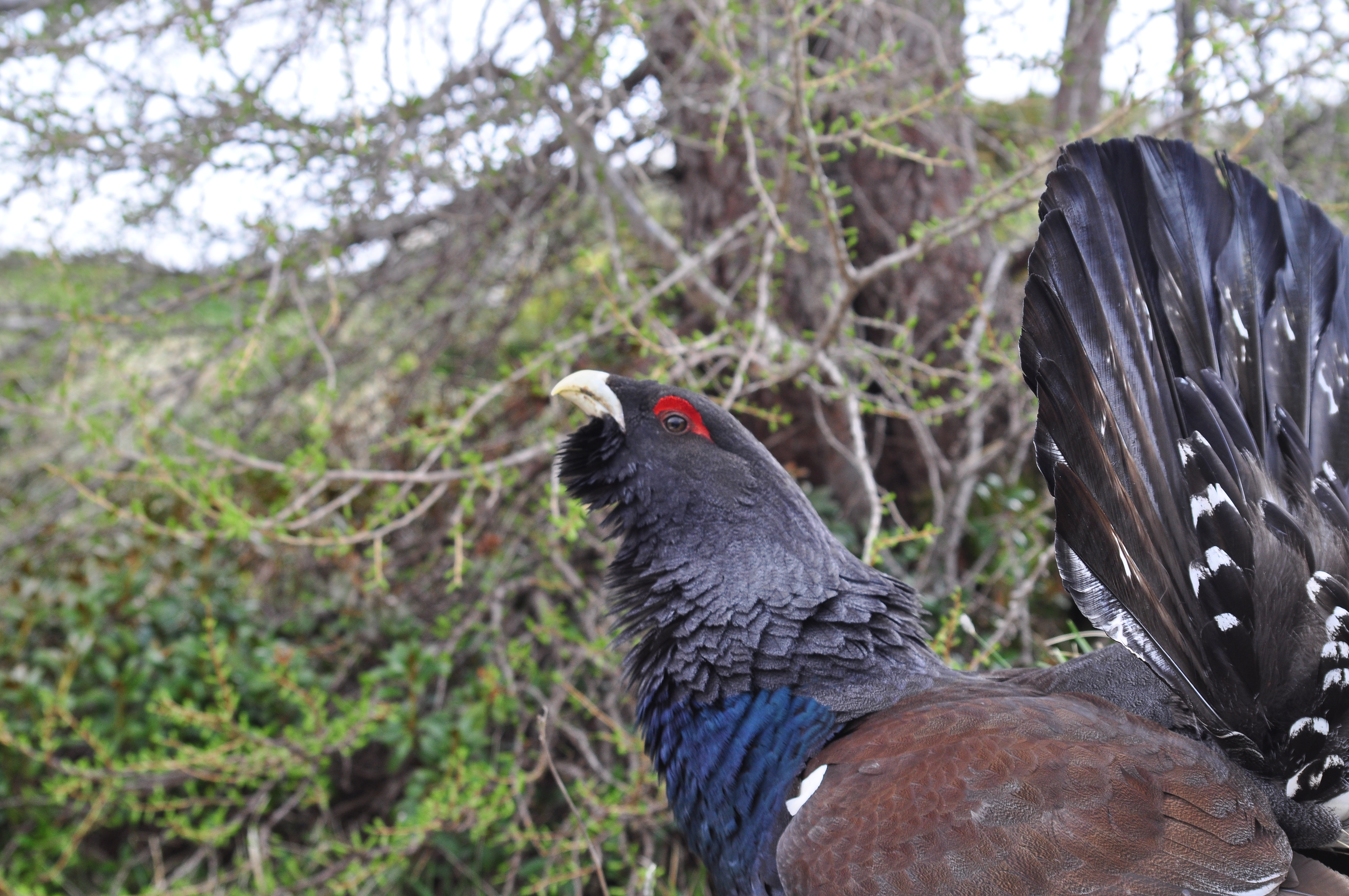 gallo cedrone