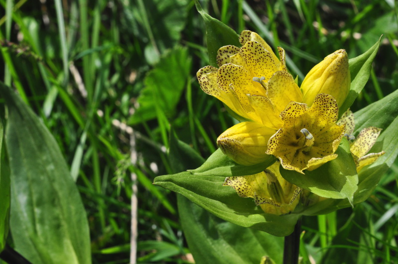 Gentiana punctata