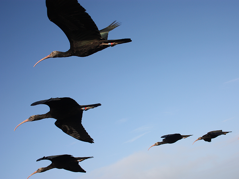 Ibis in volo