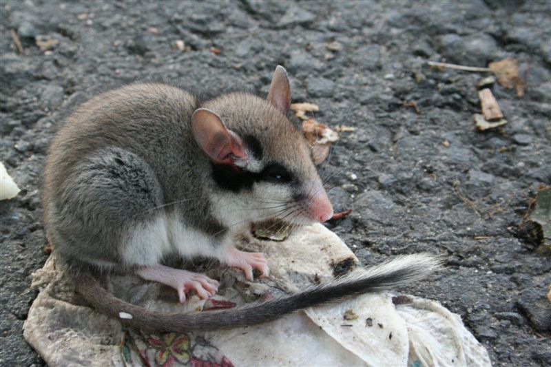Il topo quercino (Eliomys quercinus)