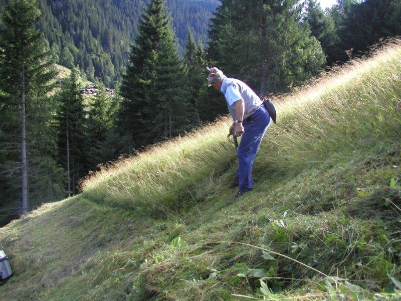 Il tradizionale sfalcio manuale in località Fiàmena sopra Caoria