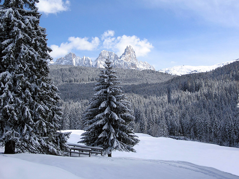 La foresta di Paneveggio