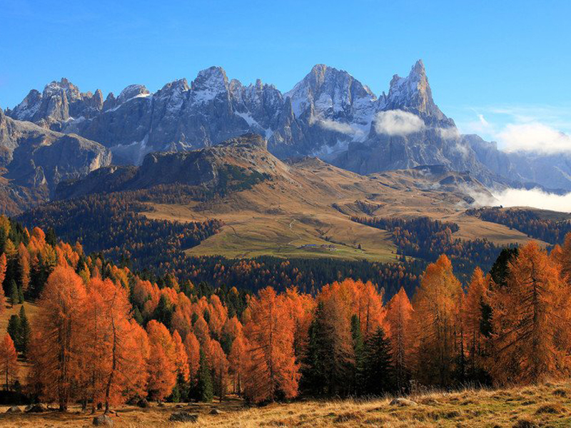 Larici con le Pale di San Martino