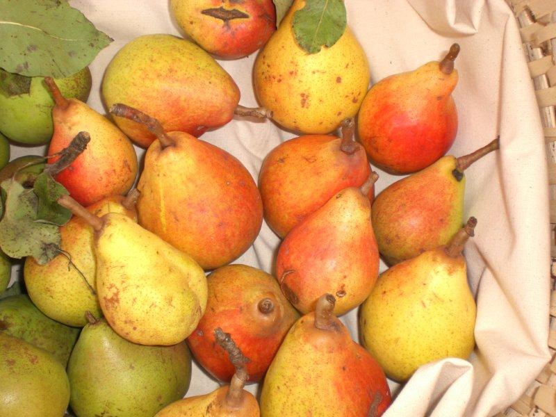 Le antiche pere di Sagron Mis