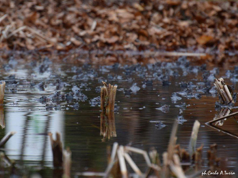 Lo stagno pieno di rane