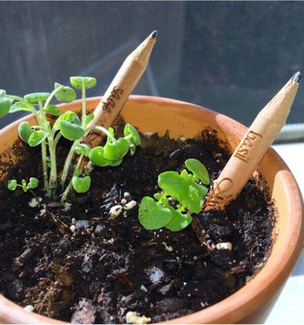 Matita sprout 3