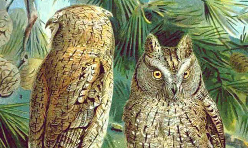 Assiolo (Otus scops)