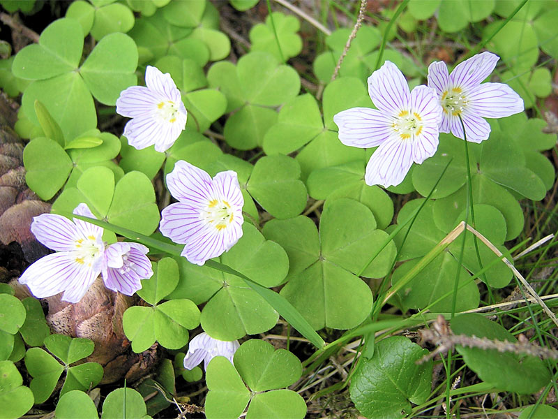 Acetosella - Oxalis acetosella