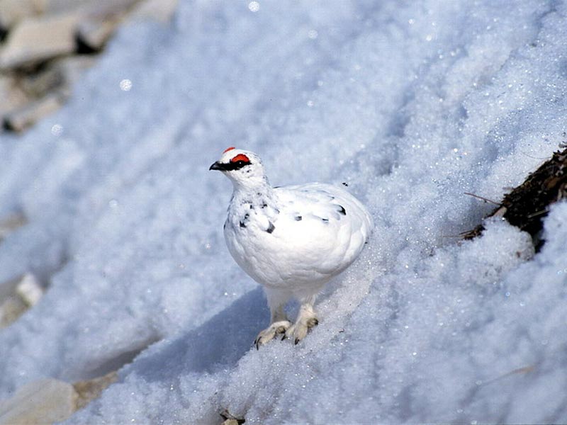 Pernice bianca in inverno