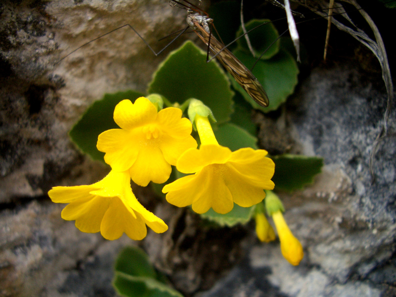 Primula auricula 2