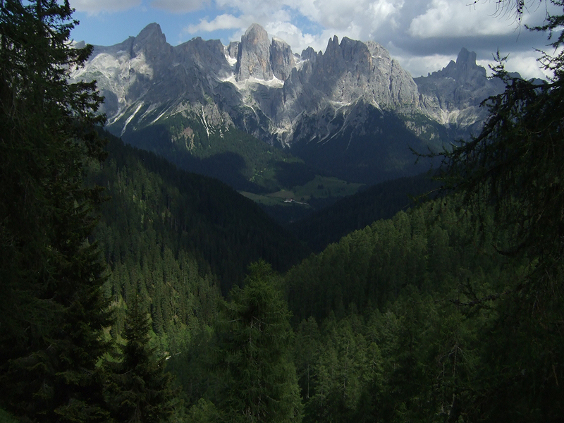 Ricerca gallo cedrone 5